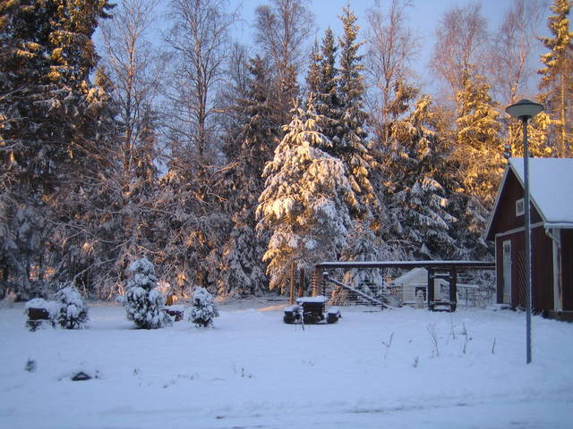koiratarha