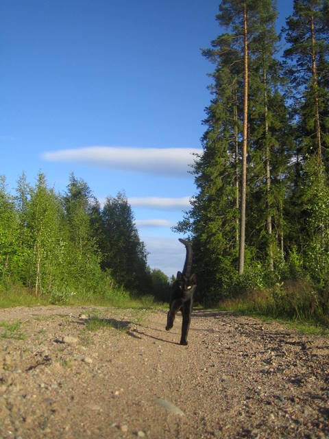 hiili tulossa kotiin