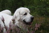 kanerva_2008