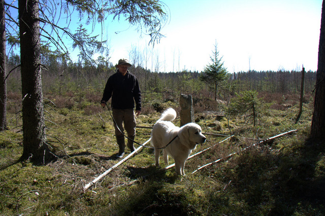 vakiolenkki