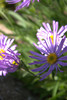 asteri