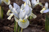 iris