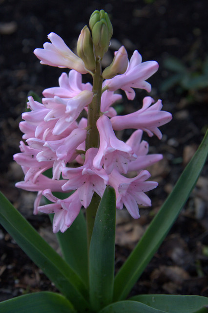 hyasintti
