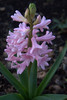 hyasintti