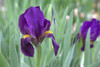 kääpiökurjenmiekka iris