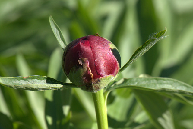 pioni ensimmäinen