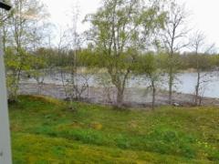 gullvivan_1