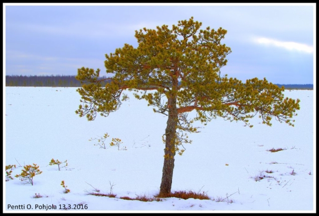 Paukanevan bonsai