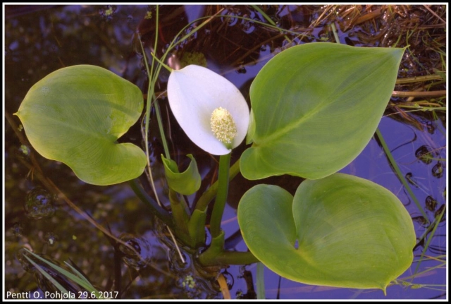 Calla palustris
