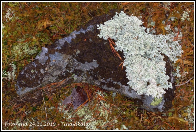 Tinajäkälä