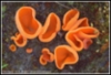 Oranssimaljakas