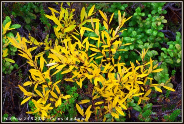 Colors of autumn-1