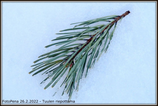 Tuulen riepottama