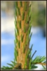 Pinus sylvestirs
