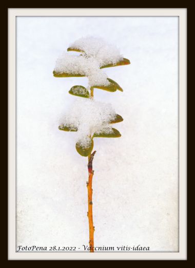 Vaccinium vitis-idaea