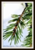 Pinus sylvestirs