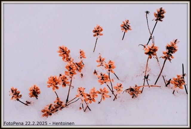 Hentoinen