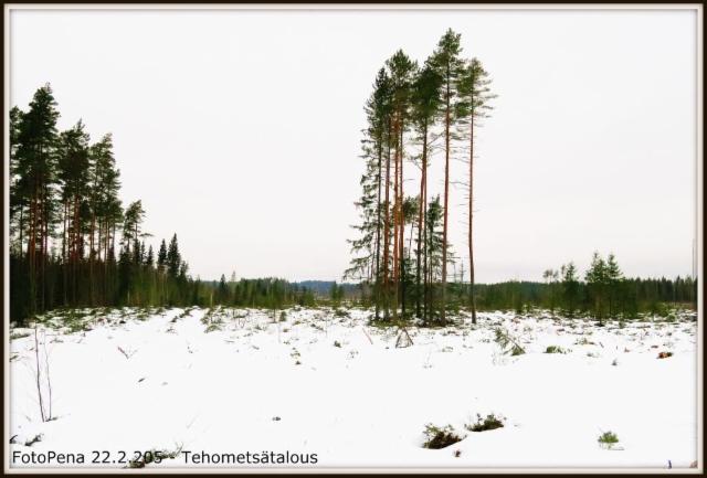 Tehometsätalous
