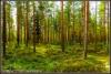 Suosikkimetsä