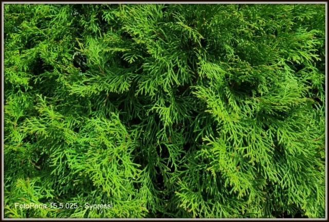 Sypressi
