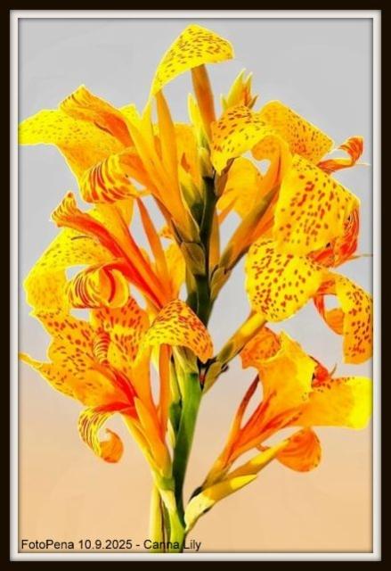 Canna Lily