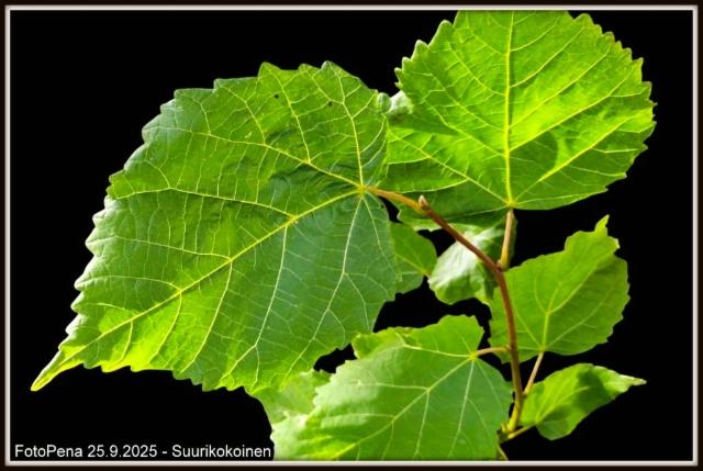Suurikokoinen