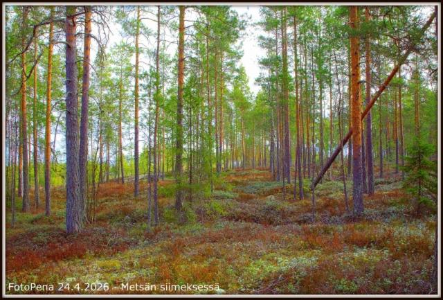 Metsän siimeksessä