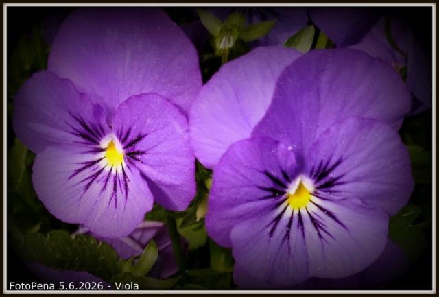 Viola