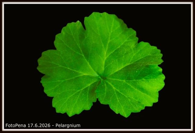 Pelargonium
