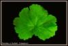 Pelargonium