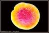 Flavonoidit