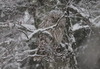 Helmikuinen viirupöllö Tolkkisissa ©   Peter von Bagh