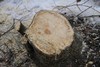 Aivan vesaikoksi ei voi vallinnutta puustoa luonnehtia