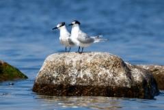 Riuttatiira, Porvoo Långören 14.8.2025 © Jari Lehtinen