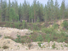 metsapeura