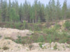 metsapeura