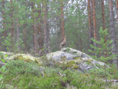 teeri