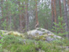 teeri