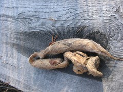 sudenj.__pystykorvasta