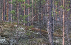 aku_ja_metsajaniksen_seisonta