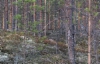 aku_ja_metsajaniksen_seisonta