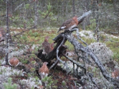 riekkoja