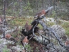 riekkoja