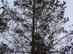 hakomispuu_2015