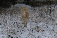 Hop