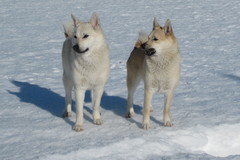 Lukka & Ruska 11kk