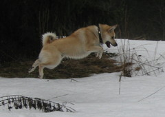 Ruson myyr&auml;hyppy
