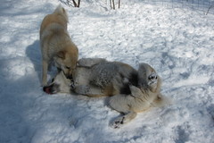 Ruska "tappaa" isi Rusoa 2012