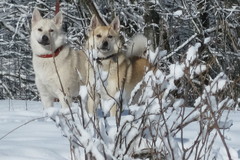 Lukka & Ruso 2012