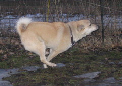 Ruso